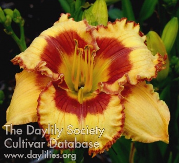 Daylily Dance with Me Henry